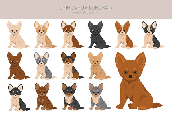 Chihuahua long haired puppies clipart. All coat colors set.  Different position. All dog breeds characteristics infographic. Vector illustration