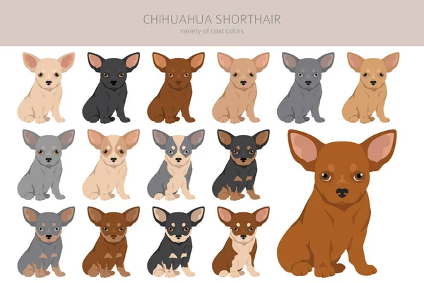 Chihuahua Anak Anjing Berambut Pendek Clipart Semua Warna Mantel Diatur - Stok Vektor