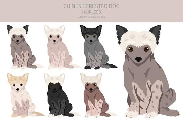 Chinese Crested Dog Puppy Hairless Variety Clipart Different Poses Coat — Stock Vector