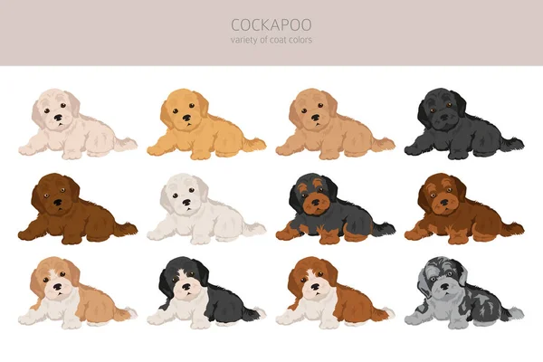 Cockapoo Mix Breed Puppies Clipart Different Poses Coat Colors Set — Stock Vector