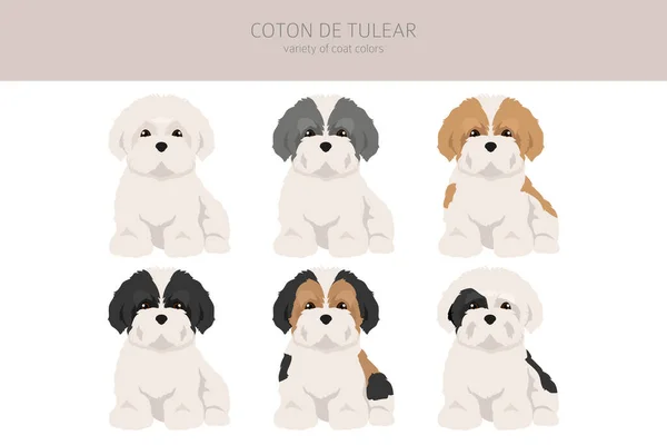 Coton Tulear Szczeniaki Clipart Różne Pozy Zestaw Kolorów Płaszcza Ilustracja — Wektor stockowy