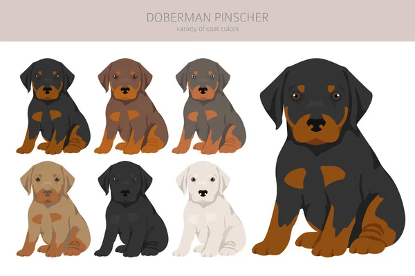 Doberman Pinscher小狗群 不同的姿势 不同的外套颜色 矢量说明 — 图库矢量图片