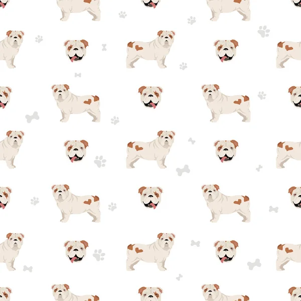 English Bulldog Seamless Pattern Different Poses Coat Colors Set Vector — Stock Vector