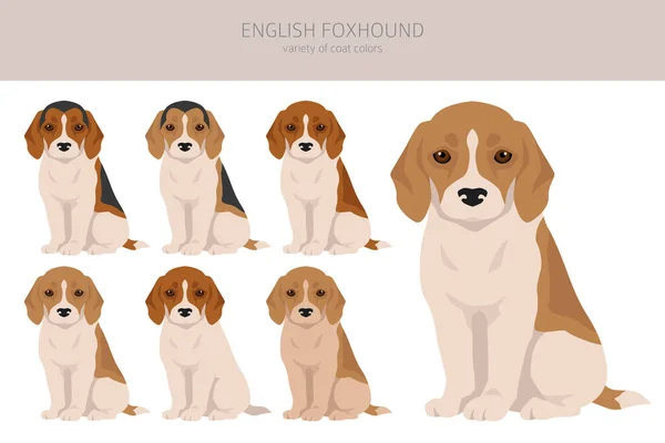 English Foxhound Clipart Different Poses Coat Colors Set Vector Illustration — Stock Vector