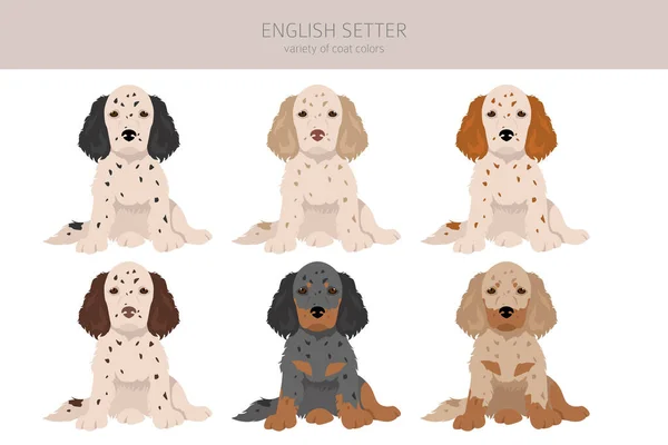 Inglés Setter Cachorros Clipart Distintas Poses Colores Del Abrigo Establecidos — Vector de stock