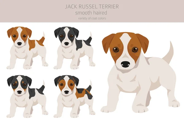 Jack Russel Teriyeri Köpek Yavruları Farklı Pozlarda Ceket Renklerinde Düz — Stok Vektör