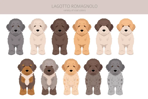 Lagotto Romagnolo 강아지들 부분적으로 말이야 포즈를 취하고 색깔을 합니다 일러스트 — 스톡 벡터