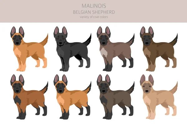 Cuccioli Belgi Malinois Clipart Posate Diverse Colori Del Cappotto Impostati — Vettoriale Stock