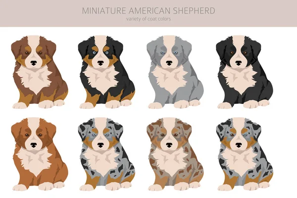 stock vector Miniature american shepherd puppies clipart. Different poses, coat colors set.  Vector illustration