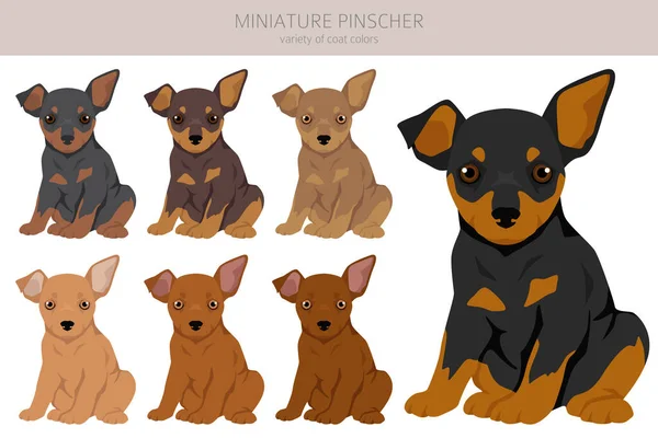 Miniatura Pinscher Cachorros Clipart Distintas Poses Colores Del Abrigo Establecidos — Vector de stock