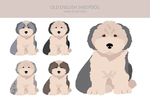 Old English Sheepdog Welpen Cliparts Verschiedene Posen Festgelegte Fellfarben Vektorillustration — Stockvektor