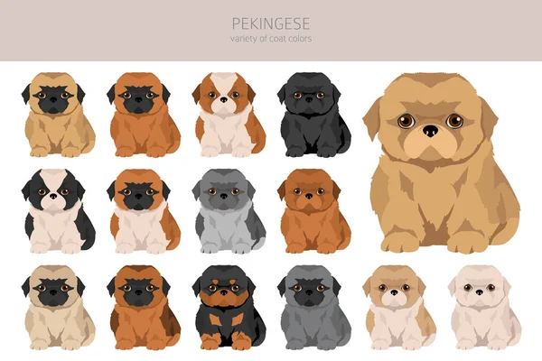 Pekingese Puppies Clipart Different Poses Coat Colors Set Vector Illustration — Stock Vector