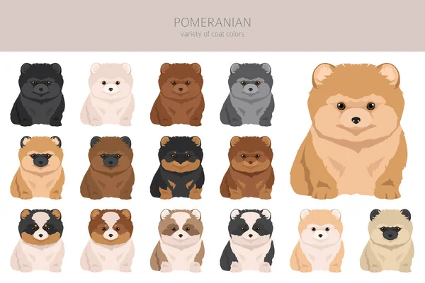 Pomeranian Puppies German Spitz Pups Clipart Різні Пози Кольорові Фарби — стоковий вектор