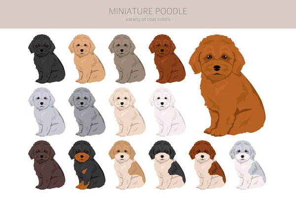 Pequenos Cachorros Poodle Clipart Poses Diferentes Conjunto Cores Casaco Ilustração —  Vetores de Stock