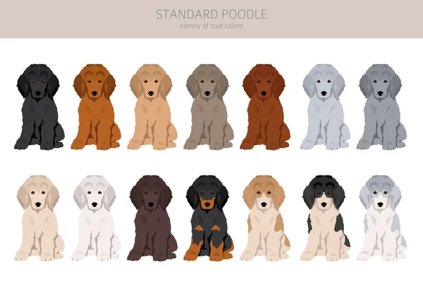 Cachorros Poodle Padrão Clipart Poses Diferentes Conjunto Cores Casaco Ilustração — Vetor de Stock