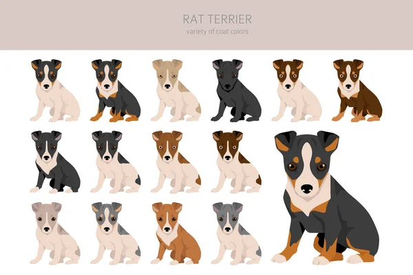 stock vector Rat terrier puppies clipart. Different poses, coat colors set.  Vector illustration