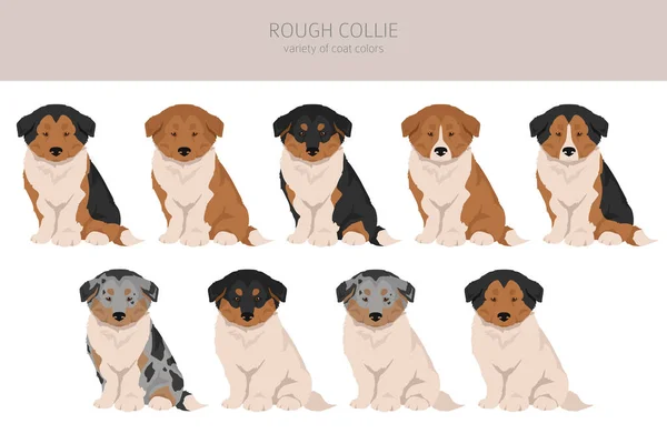 Cachorros Ásperos Collie Clipart Distintas Poses Colores Del Abrigo Establecidos — Archivo Imágenes Vectoriales