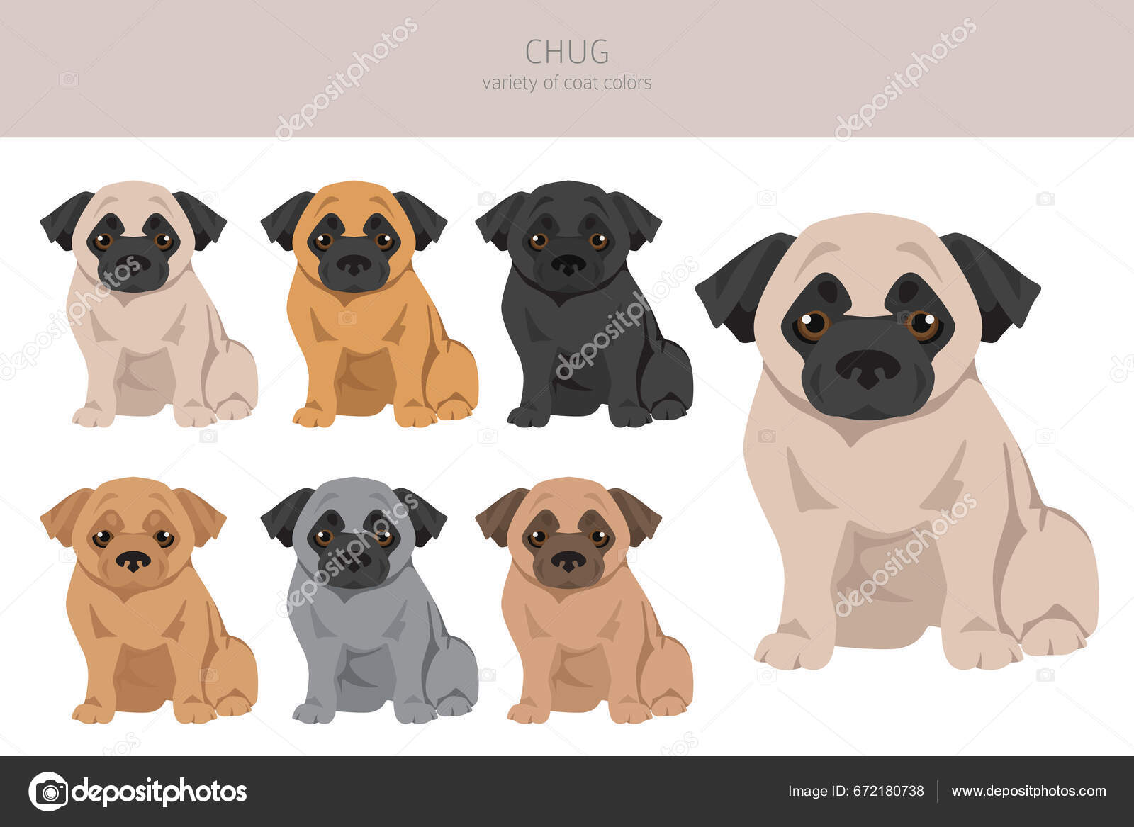 Chug Clipart Chihuahua Pug Mix Different Coat Colors Set Vector