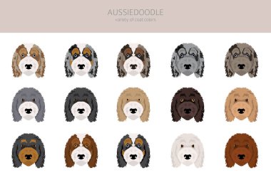 Aussiedoodle klibi. Avustralyalı kaniş karışımı. Farklı ceket renkleri. Vektör illüstrasyonu