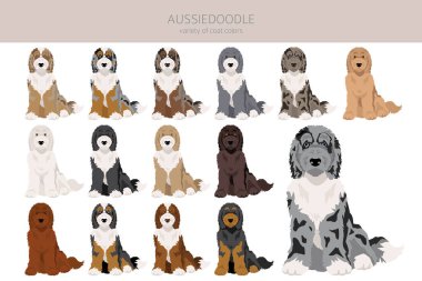 Aussiedoodle clipart. Aussie Poodle mix. Different coat colors set.  Vector illustration clipart