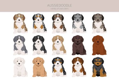 Aussiedoodle klibi. Avustralyalı kaniş karışımı. Farklı ceket renkleri. Vektör illüstrasyonu