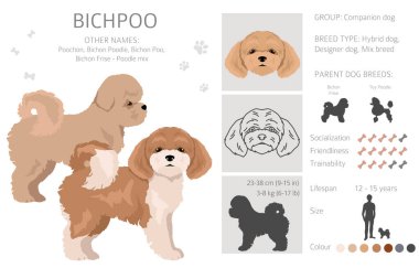 Bichpoo, Poochon klipsi. Bichon Frise Poodle karışımı. Farklı ceket renkleri. Vektör illüstrasyonu