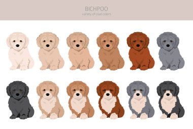 Bichpoo, Poochon klipsi. Bichon Frise Poodle karışımı. Farklı ceket renkleri. Vektör illüstrasyonu