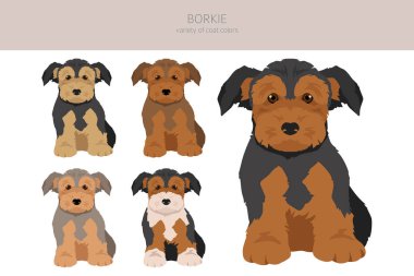 Borkie klibi. Beagle Yorkshire Teriyer karışımı. Farklı ceket renkleri. Vektör illüstrasyonu