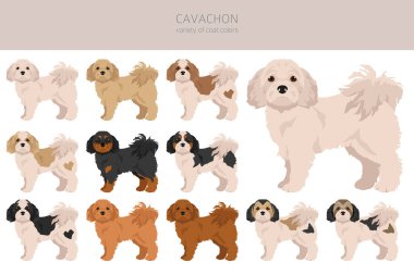 Cavachon klipsi. Şövalye Kral Charles Spaniel Bichon Frise karışımı. Farklı ceket renkleri. Vektör illüstrasyonu