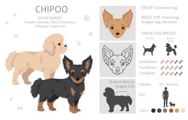 Chipoo klipsi. Chihuahua kaniş karışımı. Farklı ceket renkleri. Vektör illüstrasyonu