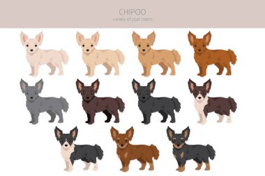 Chipoo klipsi. Chihuahua kaniş karışımı. Farklı ceket renkleri. Vektör illüstrasyonu