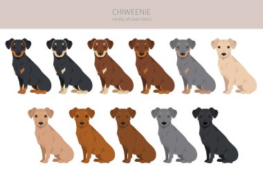 Chiweenie klipsi. Chihuahua Dachshund karışımı. Farklı ceket renkleri. Vektör illüstrasyonu