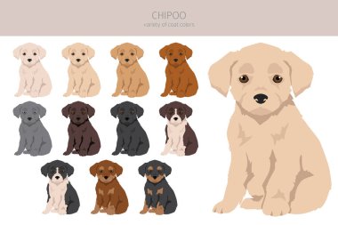 Chipoo klipsi. Chihuahua kaniş karışımı. Farklı ceket renkleri. Vektör illüstrasyonu