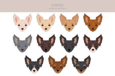 Chipoo clipart. Chihuahua Poodle mix. Different coat colors set.  Vector illustration clipart