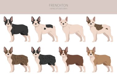 Frenchton clipart. French bulldog Boston terrier mix. Different coat colors set.  Vector illustration clipart