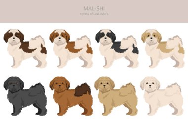 Mal-Shi clipart. Maltese Shih-Tzu karışımı. Farklı ceket renkleri. Vektör illüstrasyonu
