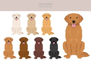 Goldador tırmanışı. Golden Retriever Labrador karışımı. Farklı ceket renkleri. Vektör illüstrasyonu
