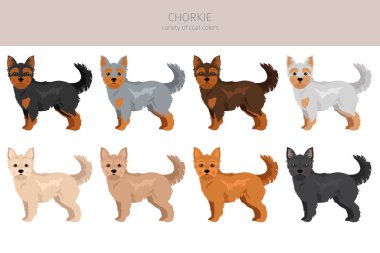 Chorkie klibi. Chihuahua Yorkshire Teriyer karışımı. Farklı ceket renkleri. Vektör illüstrasyonu