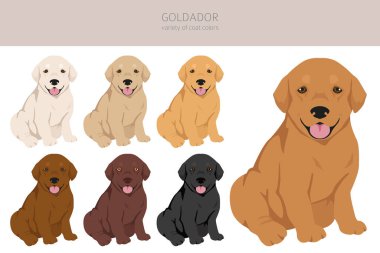 Goldador tırmanışı. Golden Retriever Labrador karışımı. Farklı ceket renkleri. Vektör illüstrasyonu