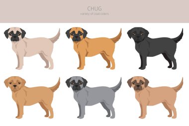 İç, iç. Chihuahua Pug karışımı. Farklı ceket renkleri. Vektör illüstrasyonu