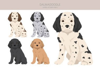 Dalmadoodle klipsi. Dalmaçyalı kaniş karışımı. Farklı ceket renkleri. Vektör illüstrasyonu