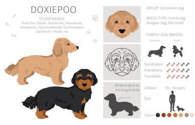 Doxiepoo klipsi. Dachshund Kaniş karışımı. Farklı ceket renkleri. Vektör illüstrasyonu
