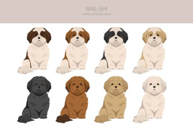 Mal-Shi clipart. Maltese Shih-Tzu karışımı. Farklı ceket renkleri. Vektör illüstrasyonu