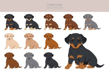 Chiweenie klipsi. Chihuahua Dachshund karışımı. Farklı ceket renkleri. Vektör illüstrasyonu