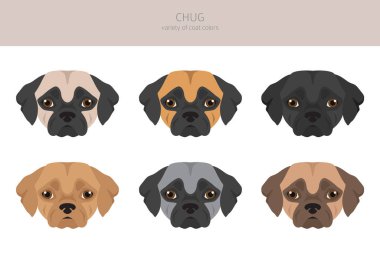 İç, iç. Chihuahua Pug karışımı. Farklı ceket renkleri. Vektör illüstrasyonu