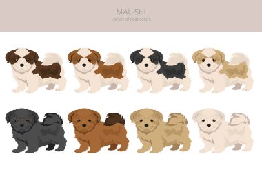 Mal-Shi clipart. Maltese Shih-Tzu karışımı. Farklı ceket renkleri. Vektör illüstrasyonu