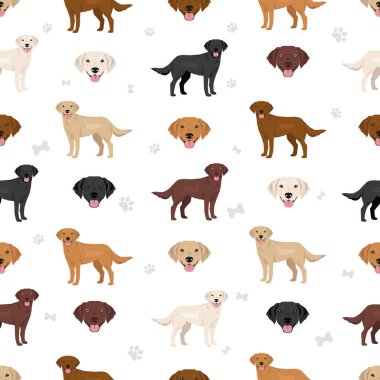 Goldador kusursuz desen. Golden Retriever Labrador karışımı. Farklı ceket renkleri. Vektör illüstrasyonu