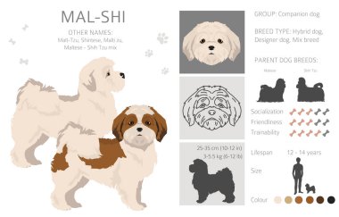 Mal-Shi clipart. Maltese Shih-Tzu karışımı. Farklı ceket renkleri. Vektör illüstrasyonu