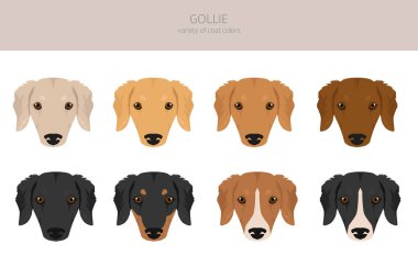 Gollie clipart. Golden Retriever Collie karışımı. Farklı ceket renkleri. Vektör illüstrasyonu