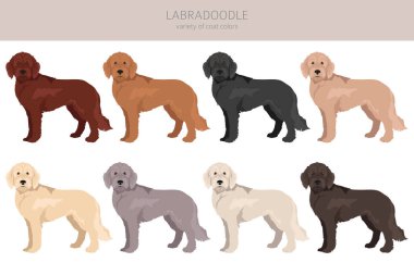 Labradoodle klipsi. Farklı pozlar, farklı renkler. Vektör illüstrasyonu